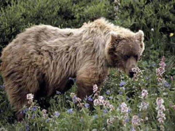 bear_picture_sc7_0_0.jpg
