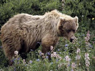 bear_picture_sc7_0_0.jpg